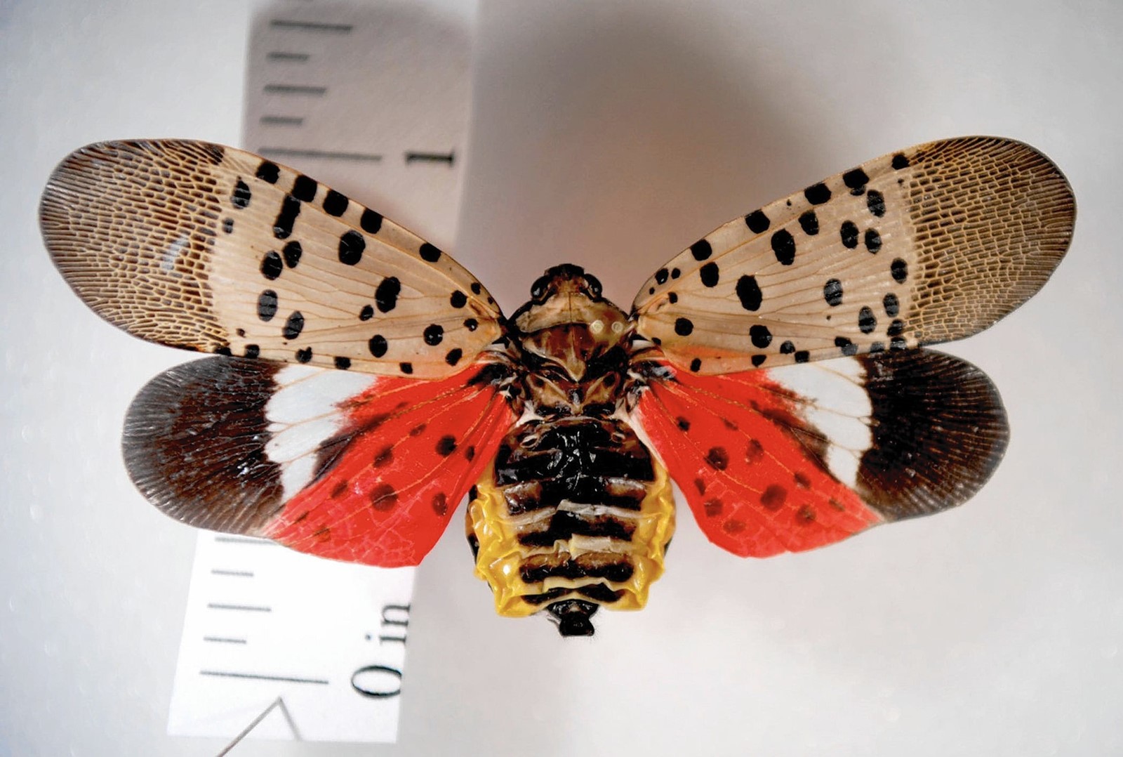 MC_IC_1012360218_1012395556_001-0324_otted-lanternfly-permits_2.jpg