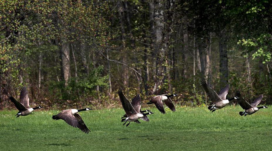 On duty with the Geese Police The Boston Globe
