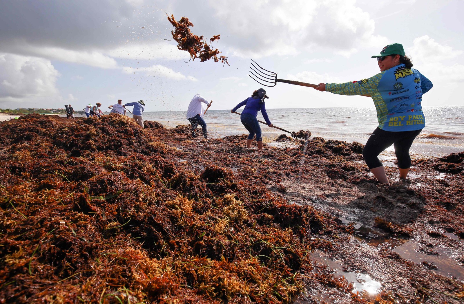VOLUNTEERS AND municipal workers shovel sargassum in Puerto Morelos, on