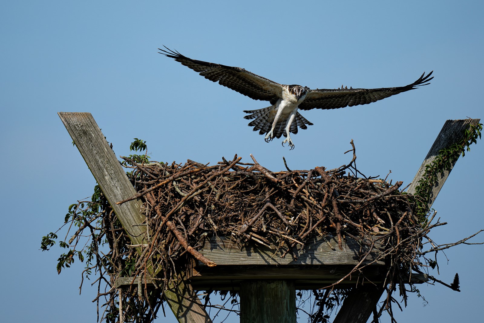 CT_IC_1057607758_1057641801_006-0715_Osprey_Fish_Fight_07999--3df26.jpg