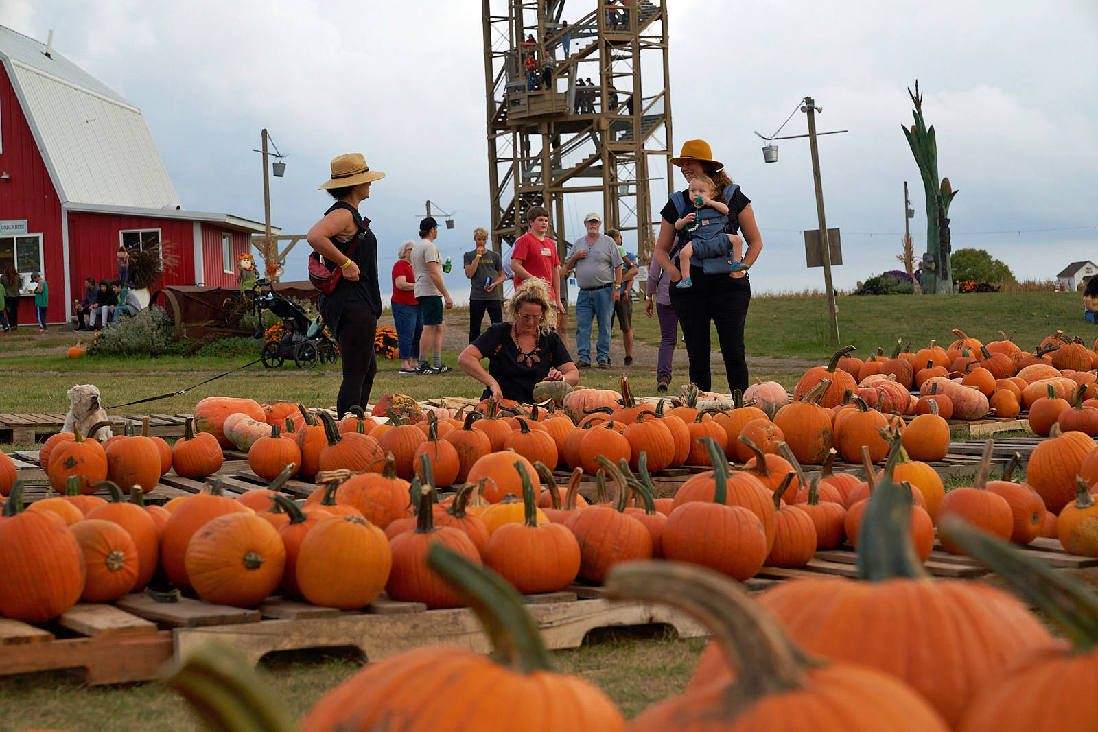 CT_IC_1048843252_1048743395_003-0921_ad-pumpkins-tom.jpg