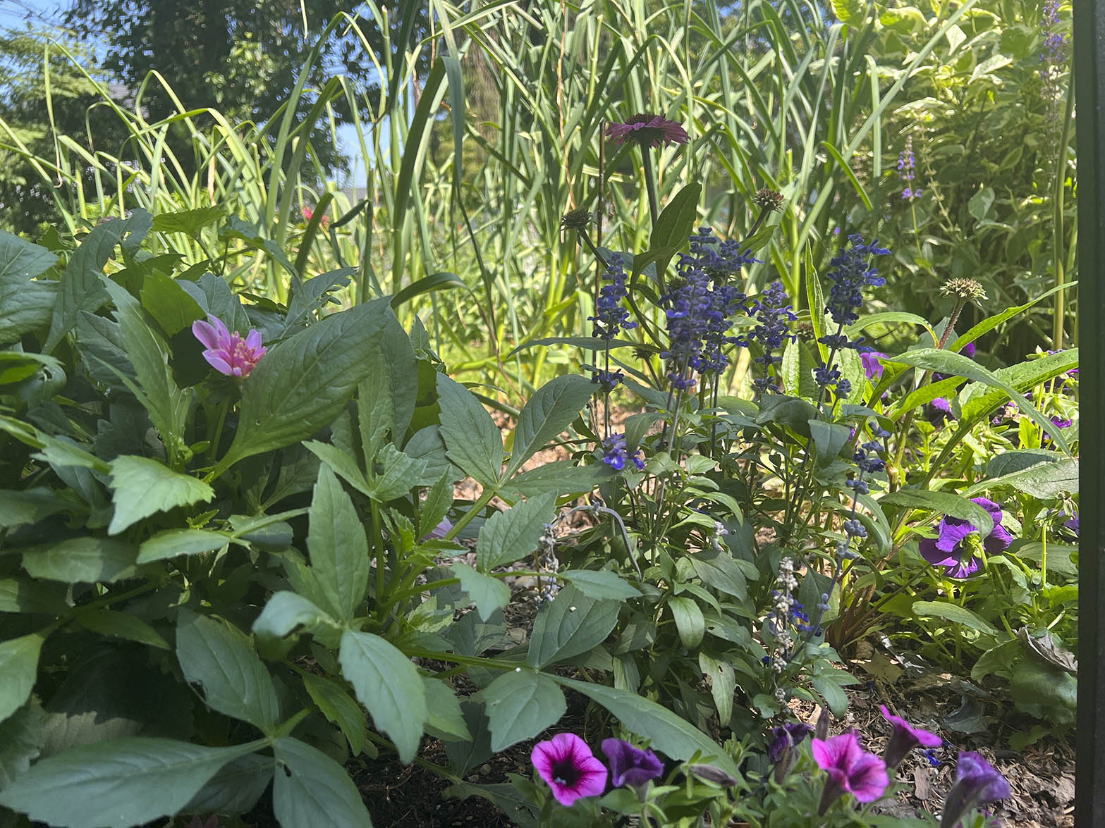 CT_IC_1057719937_1057296009_010-0720_Gardening_-_Small_Spaces_33716--8d933.jpg