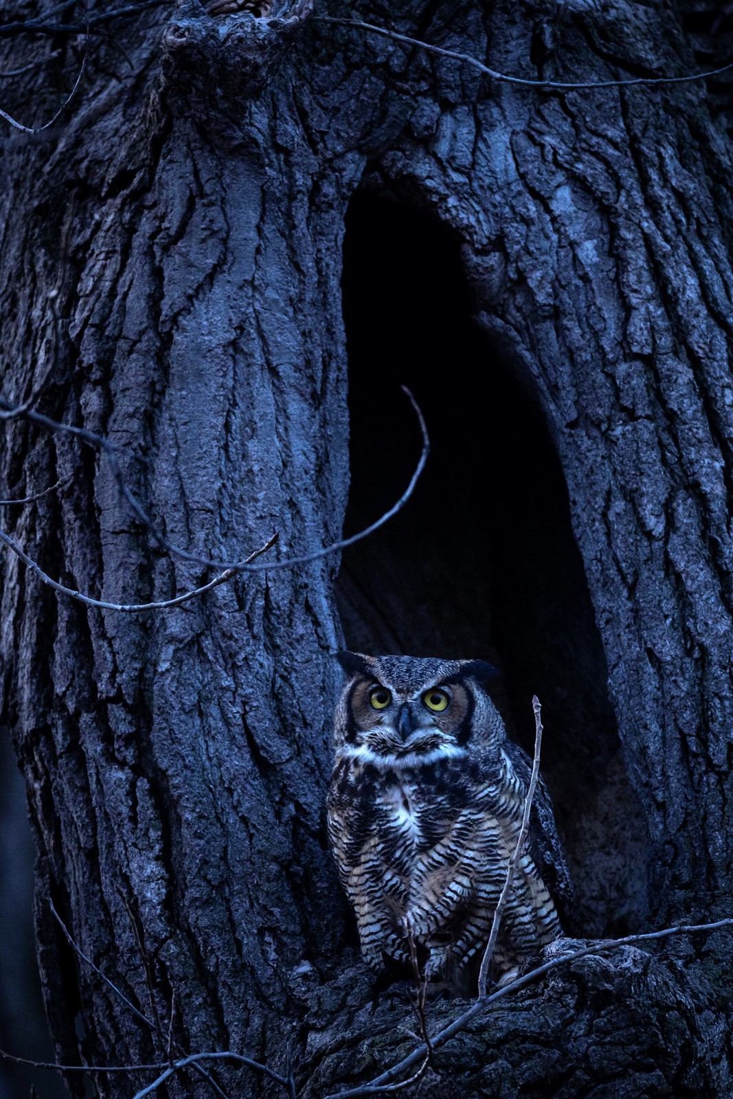 CT_IC_1041776151_1041745925_001-0122_wy-horned-owl-harassment_6.jpg