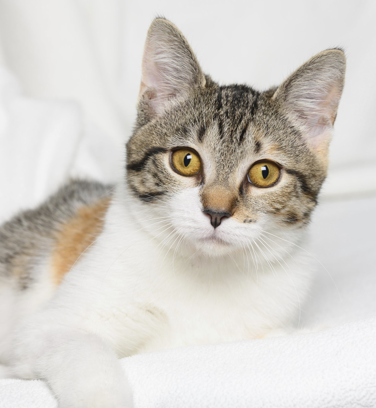 CT_IC_1034091975_1034120160_006-0420_sta-pets-of-week-st-0420_3.jpg