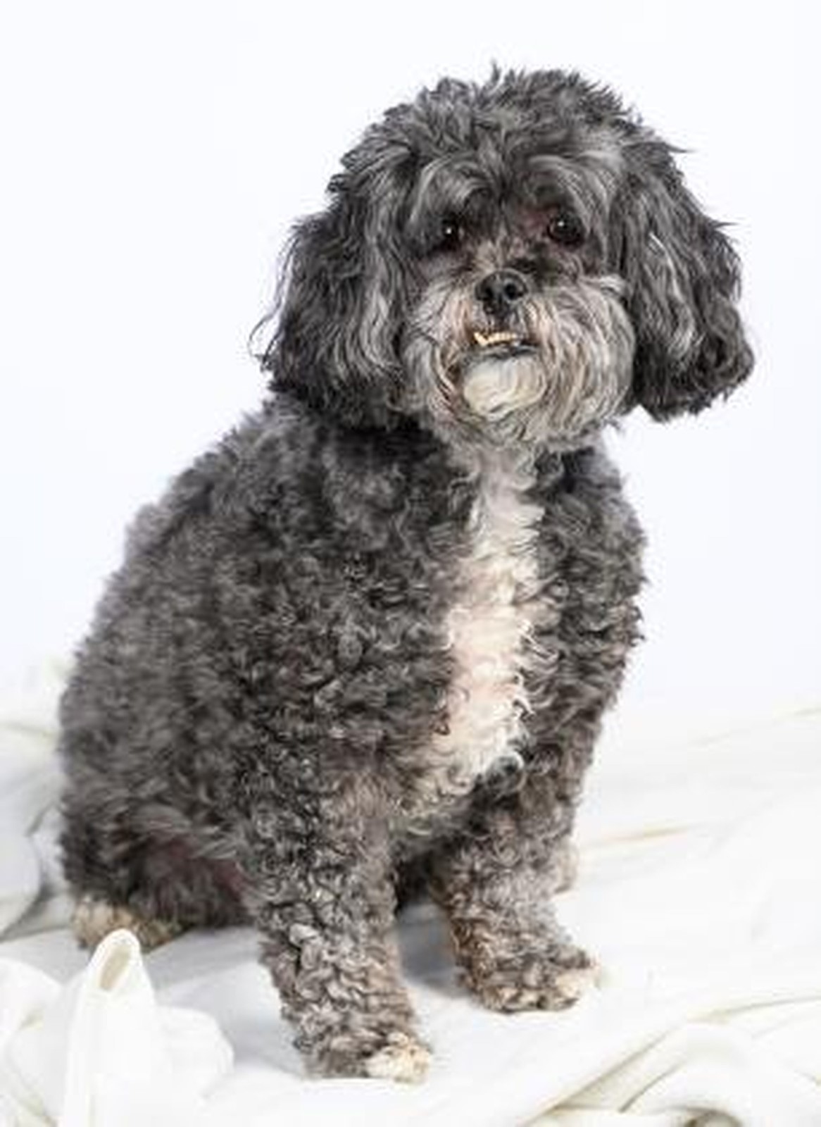 CT_IC_1034091975_1034120164_006-0420_sta-pets-of-week-st-0420_5.jpg
