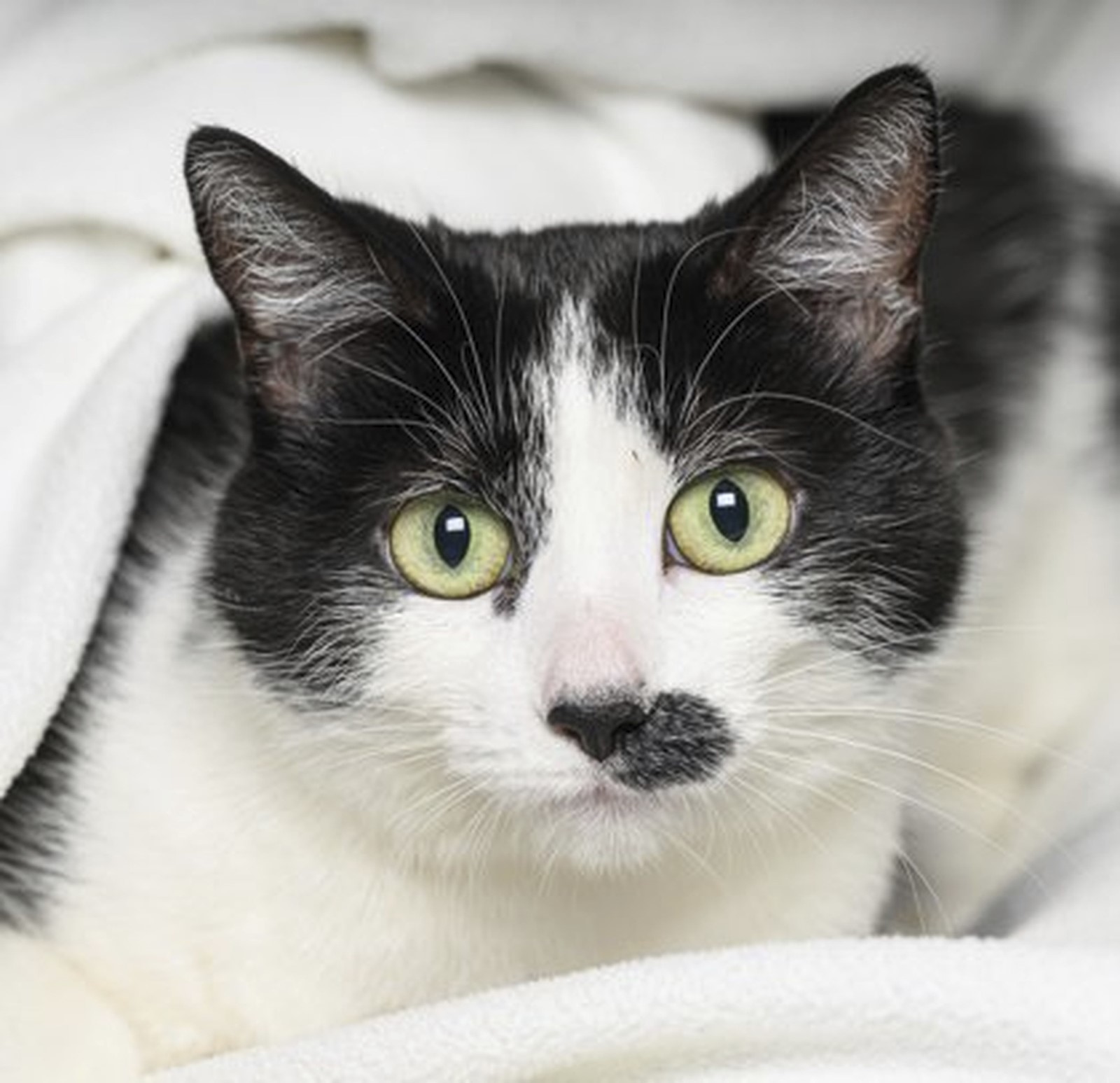 CT_IC_1034091975_1034120162_006-0420_sta-pets-of-week-st-0420_4.jpg
