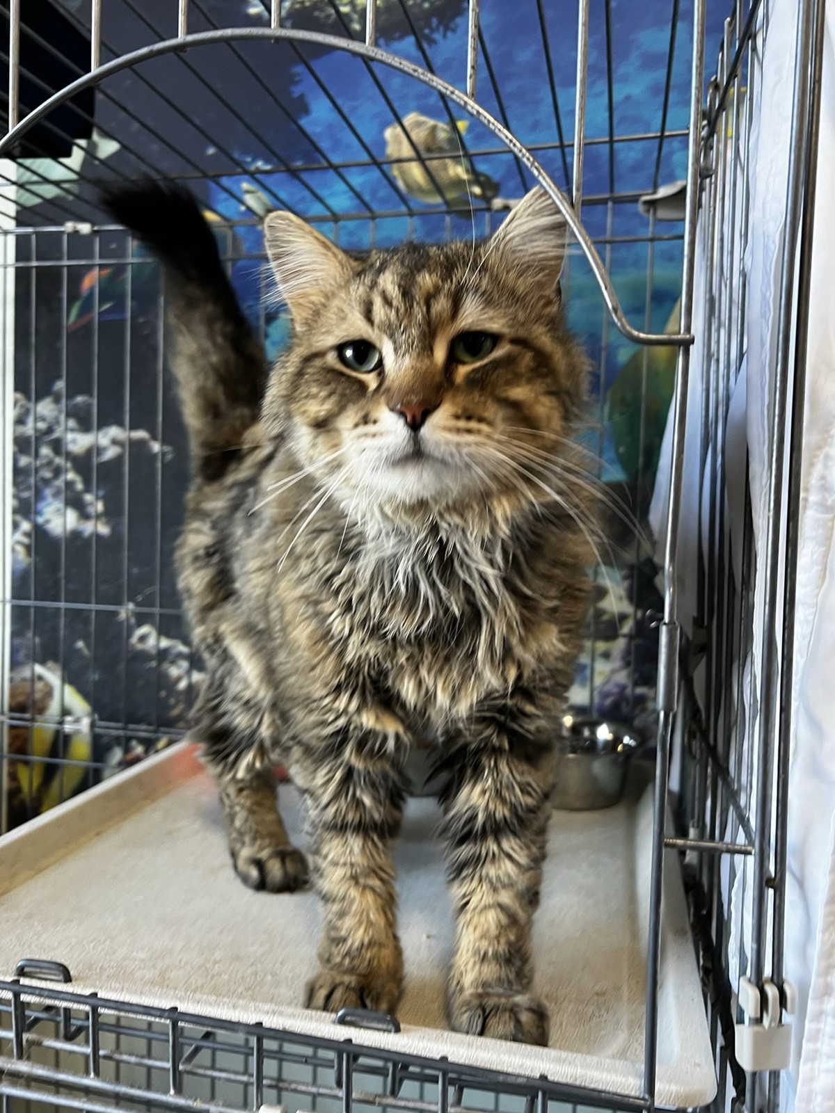CT_IC_1034091975_1034120158_006-0420_sta-pets-of-week-st-0420_2.jpg