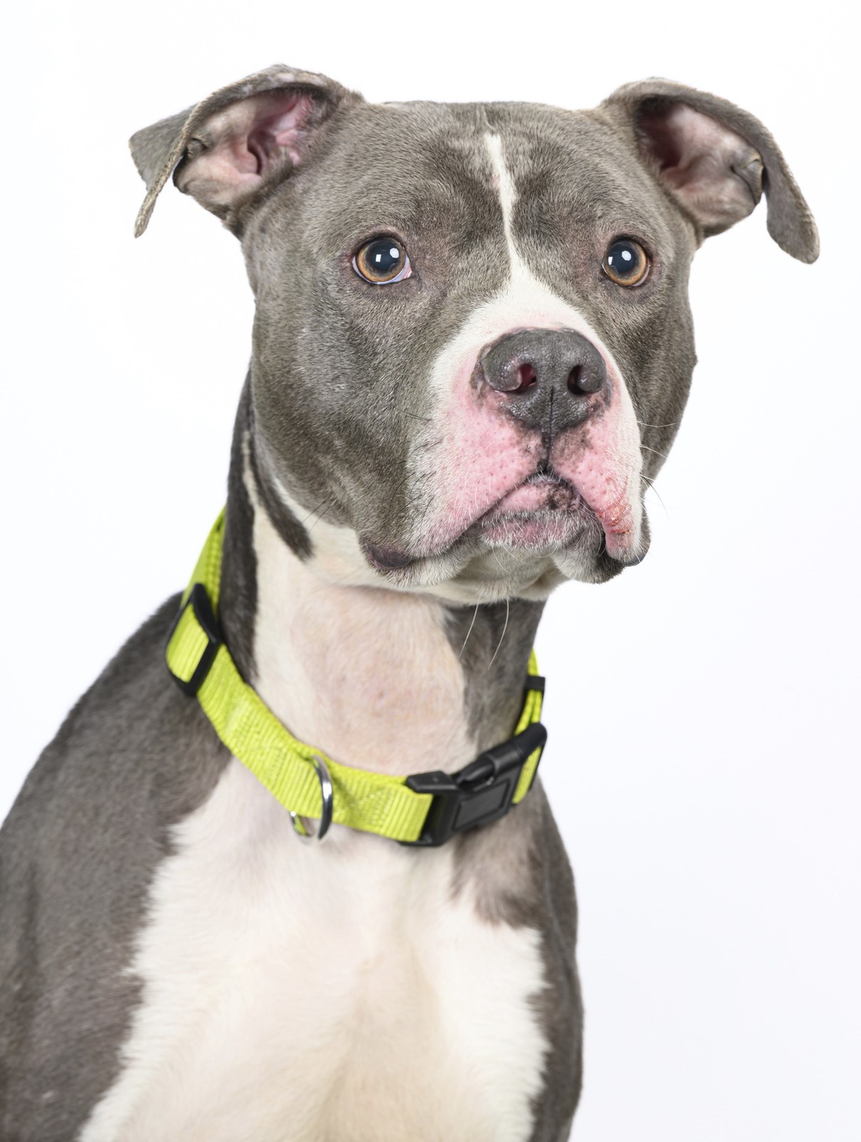 CT_IC_1034091975_1034120165_006-0420_sta-pets-of-week-st-0420_6.jpg