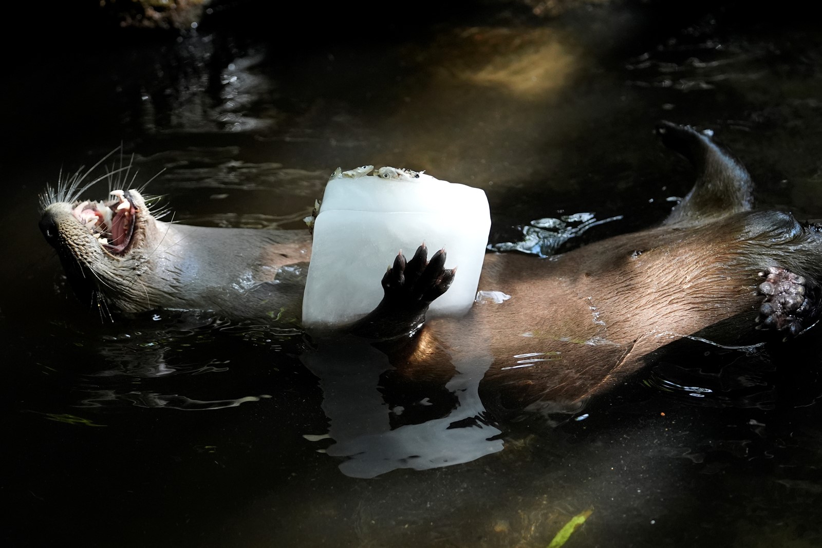 CT_IC_1047031678_1047108427_006-0728_APTOPIX_Heat_Wave_Zoo_38175--154a0#2.jpg