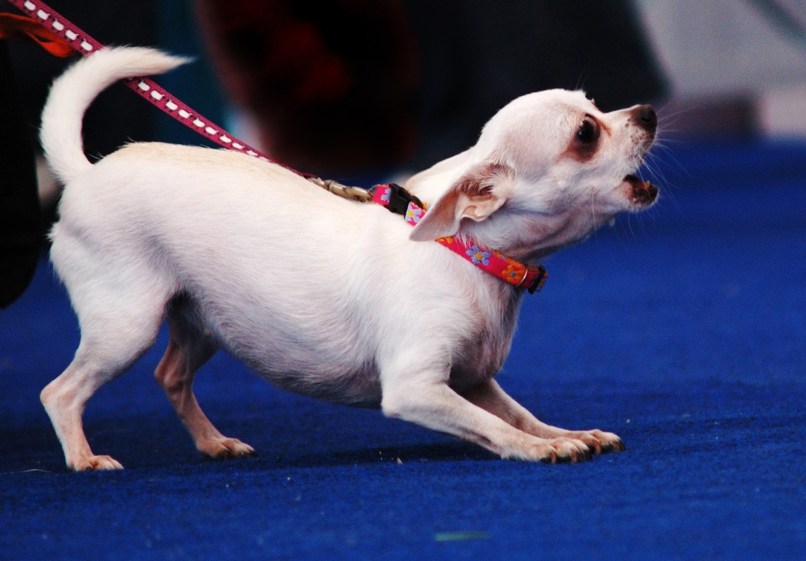 CT_IC_1043228247_1042889396_009-0313_sc-cons-pet-world-0307_2.jpg