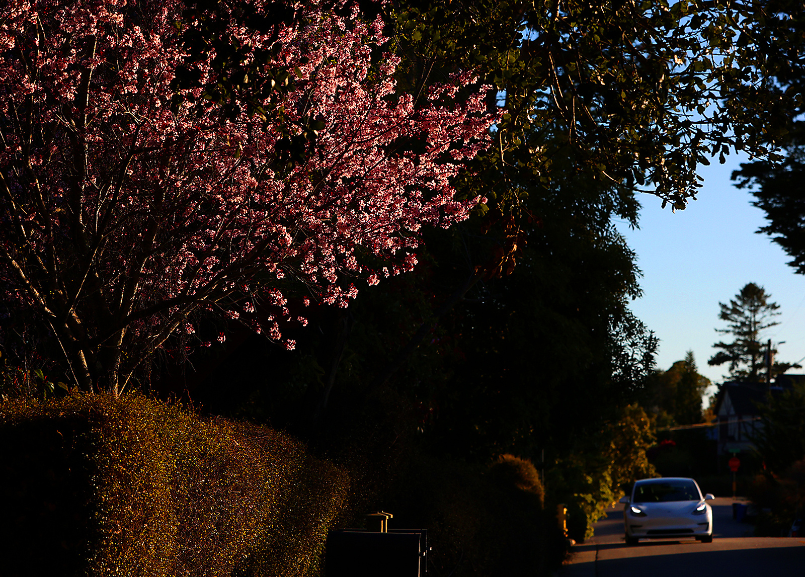 0222_NWS_STC-L-BLOSSOMPAGE-0223-01_103776011_1059920243.jpg