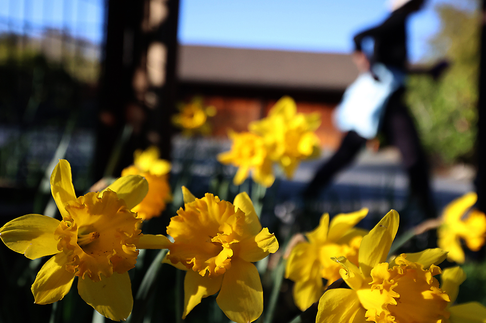 0222_NWS_STC-L-BLOSSOMPAGE-0223-03_103776003_1059920245.jpg