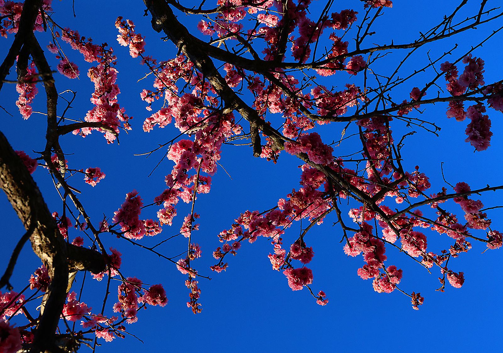 0222_NWS_STC-L-BLOSSOMPAGE-0223-05_103776005_1059920249.jpg