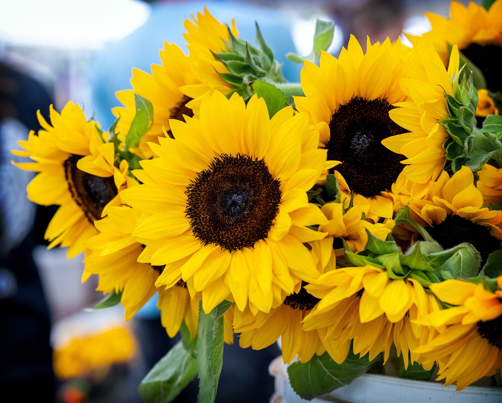 0826_NWS_RPE-L-SUNFLOWERS-0831-TP_1083083518.jpg