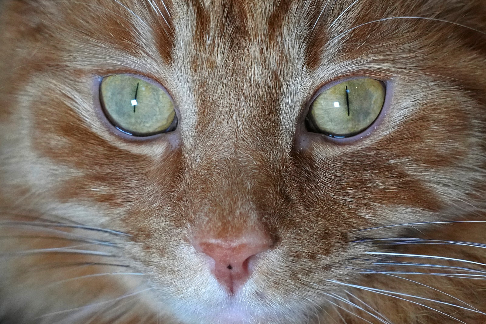 Britain_Cat_Controversy_65327--afd74_1089419770.jpg