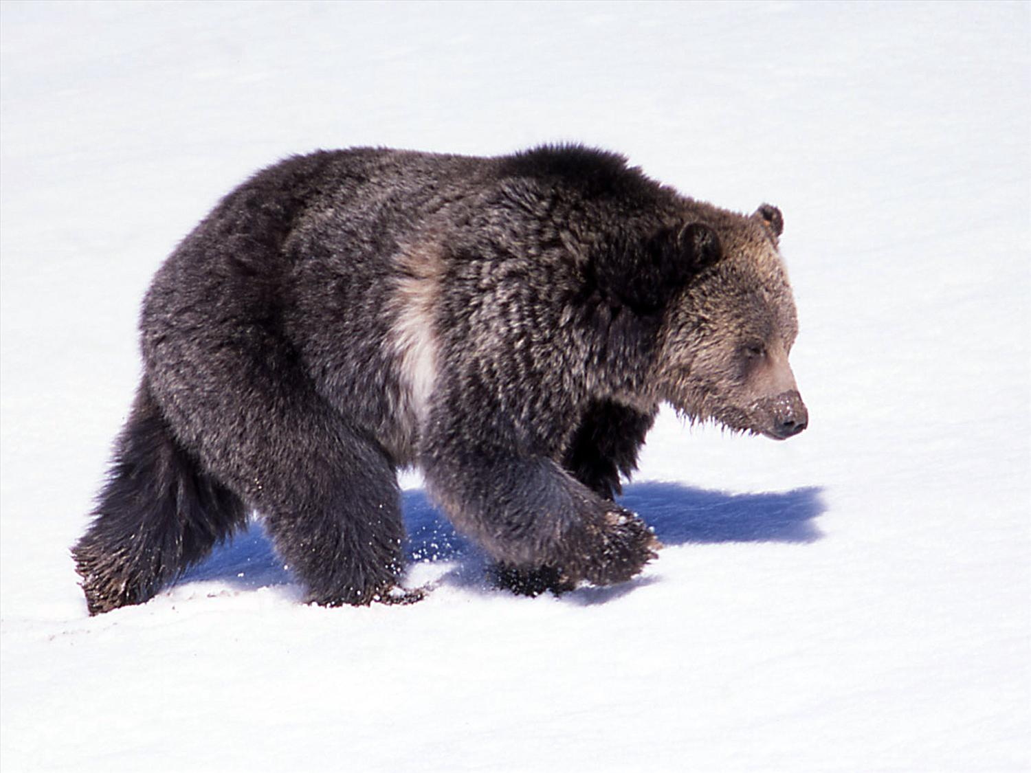 0407_NWS_TPD-Z-grizzly-041226-01_1105295218.jpg