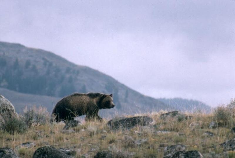 0407_NWS_TPD-Z-grizzly-041226-03_1105295212.jpg