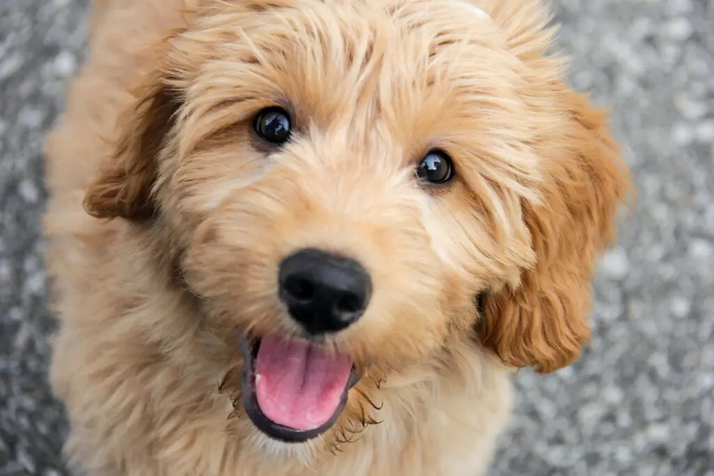 0612_NWS_TDP-Z-FE1309GOLDENDOODLES-01_1079879200.jpg