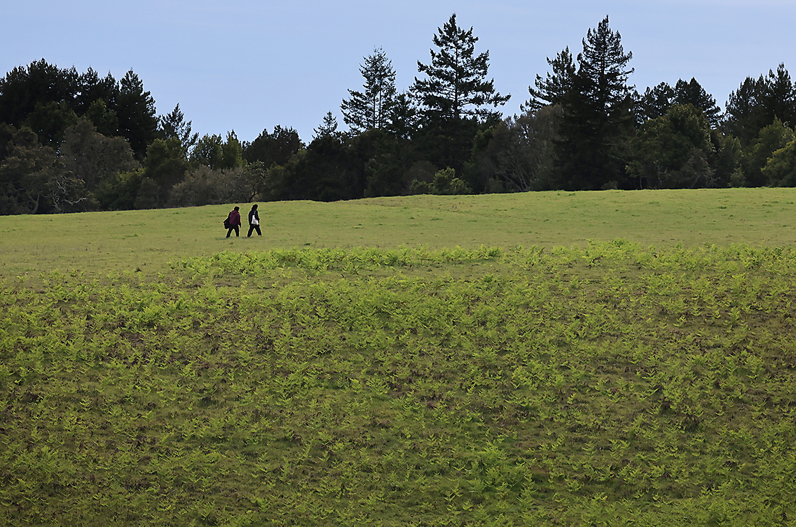 0613_NWS_STC-L-GREENWALK-0614_1094222388.jpg