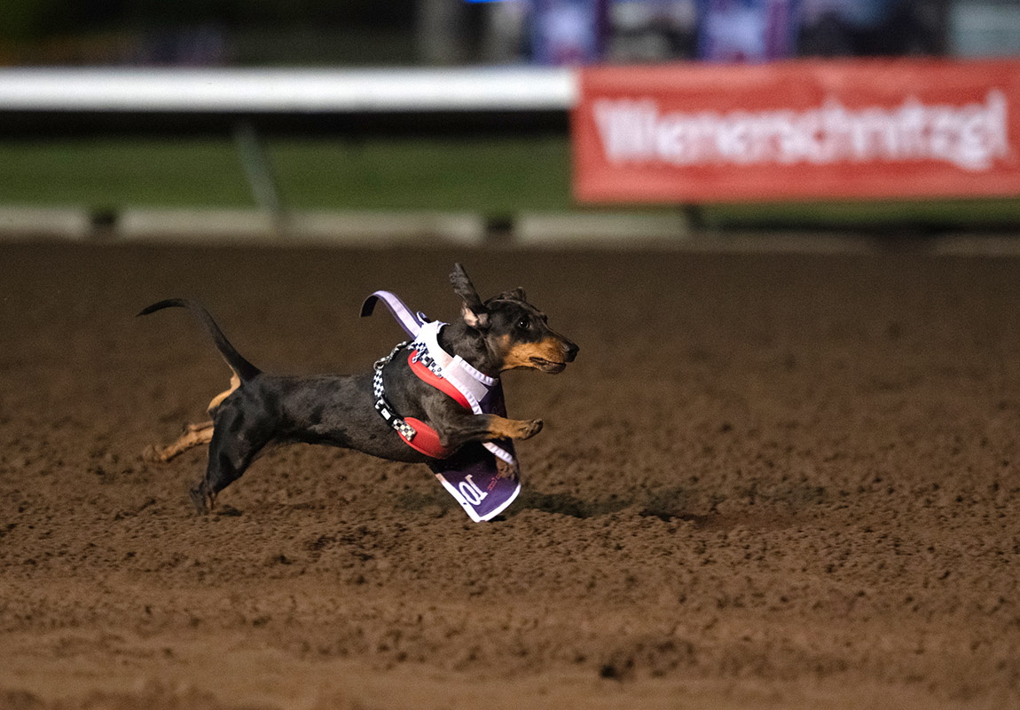 0714_NWS_OCR-L-A2-Wiener_Nationals_1108845481.jpg