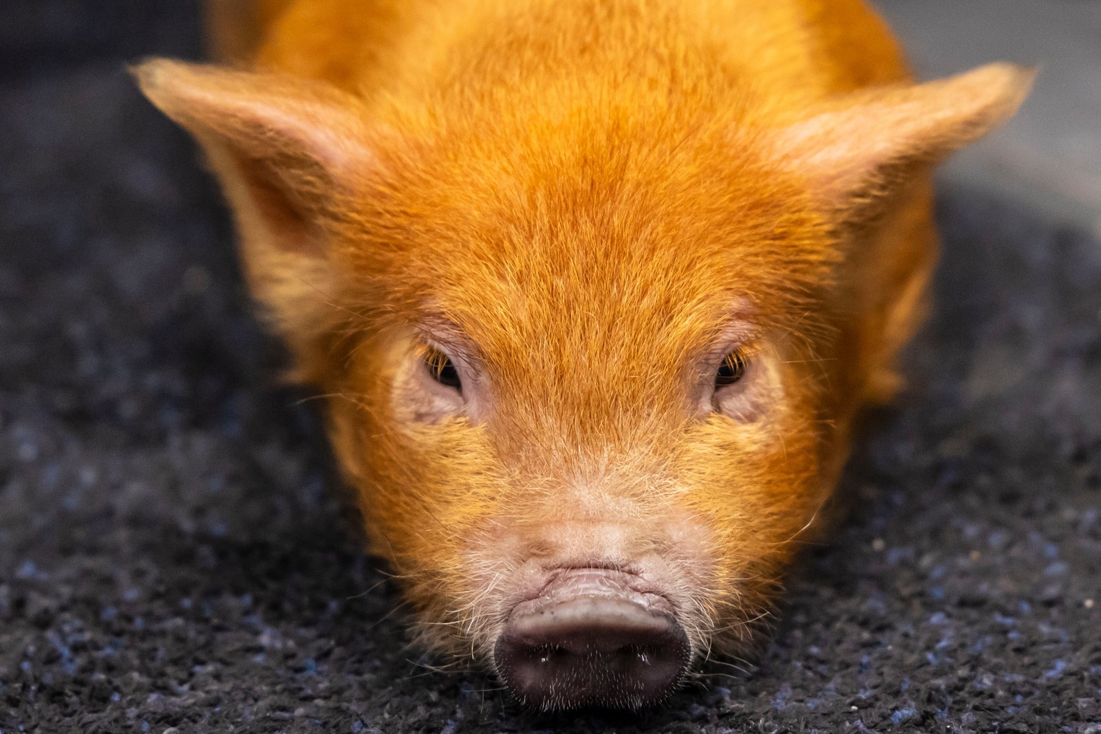 202512111236MCT_____PHOTO____US-NEWS-PIG-FOUND-HOOFING-IT-THROUGH-1-MLI_1100933005.jpg