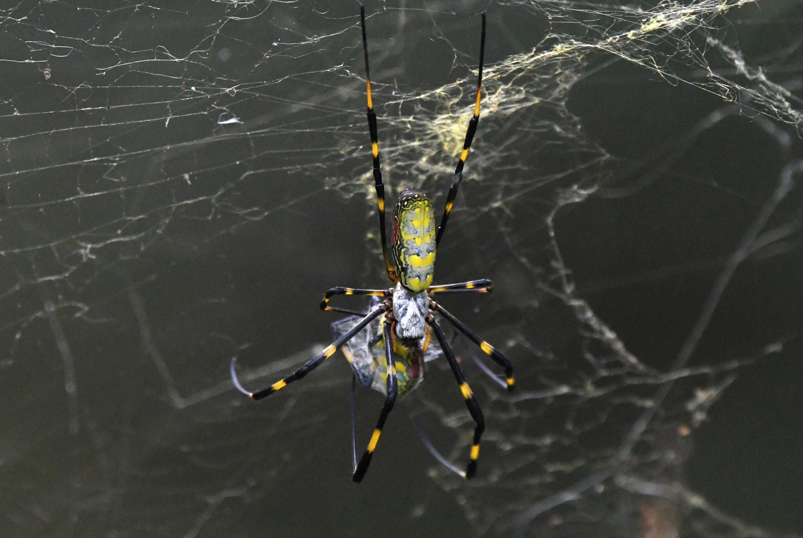202604091520MCT_____PHOTO____US-NEWS-ENV-JORO-SPIDERS-FILEPIC-DMT_1105369832.jpg