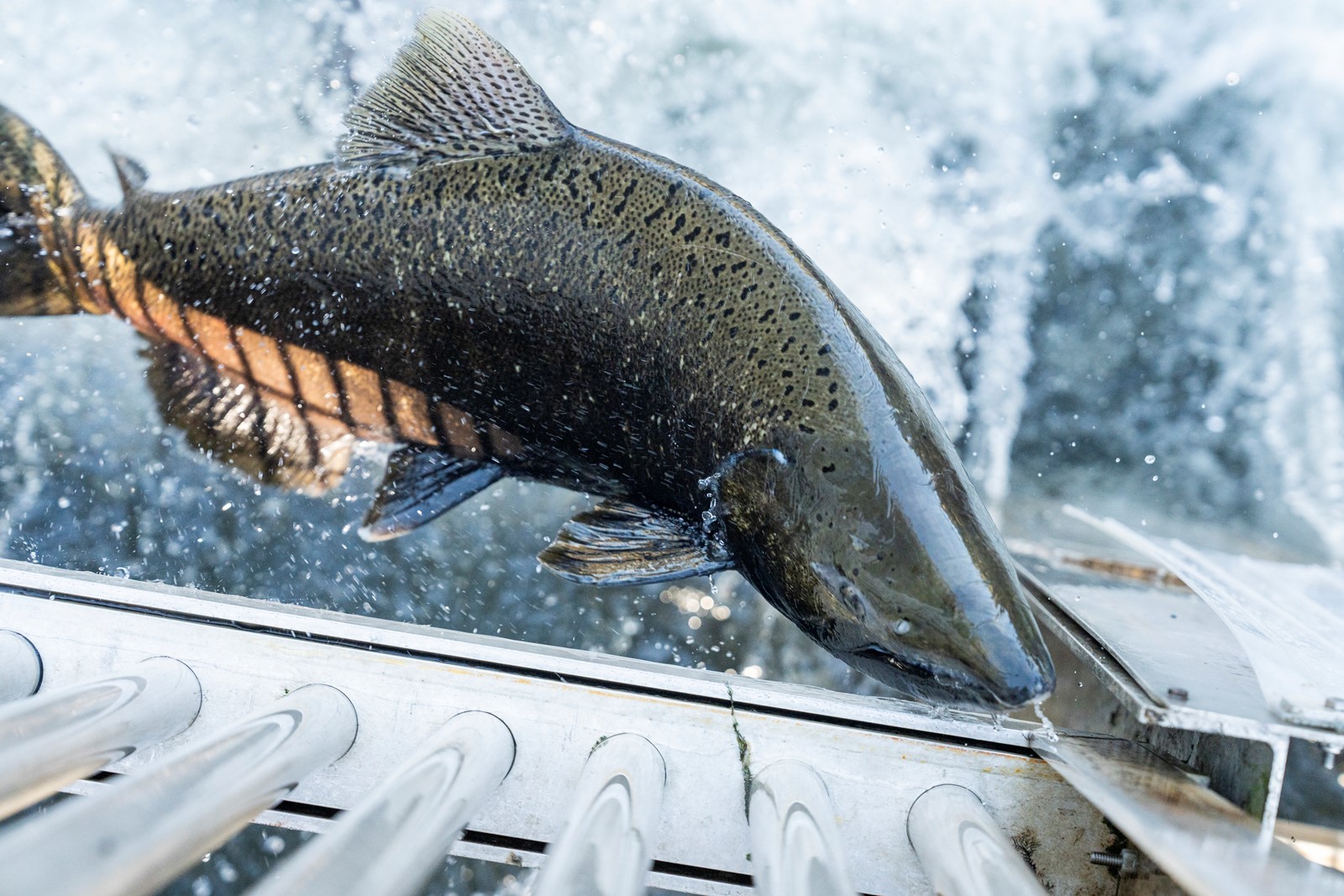 SJM-L-SALMONBACK-1121-1_1086764302.jpg