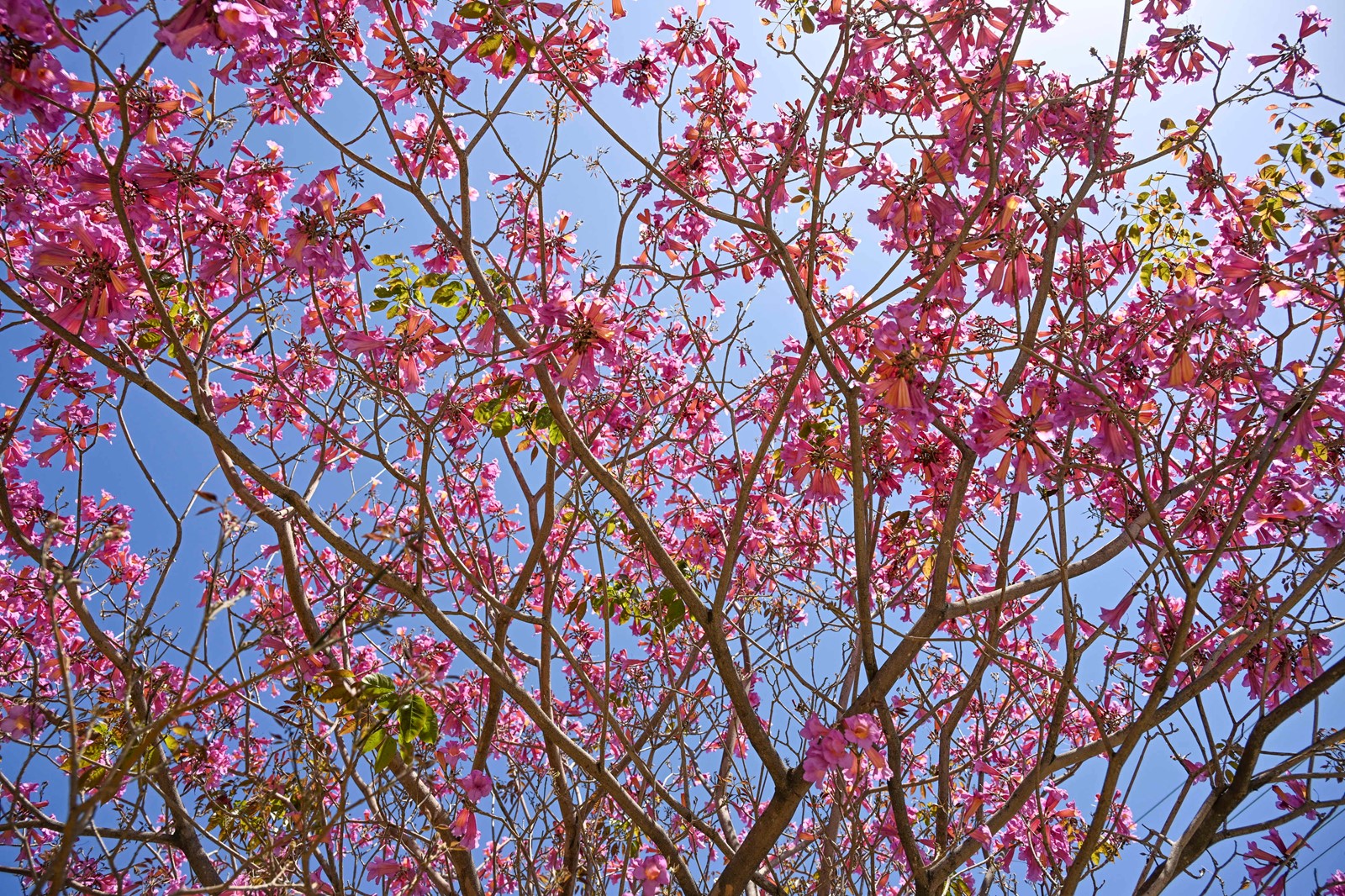 0404_NWS_RPE-L-PINK-0404-04_1091598534.jpg