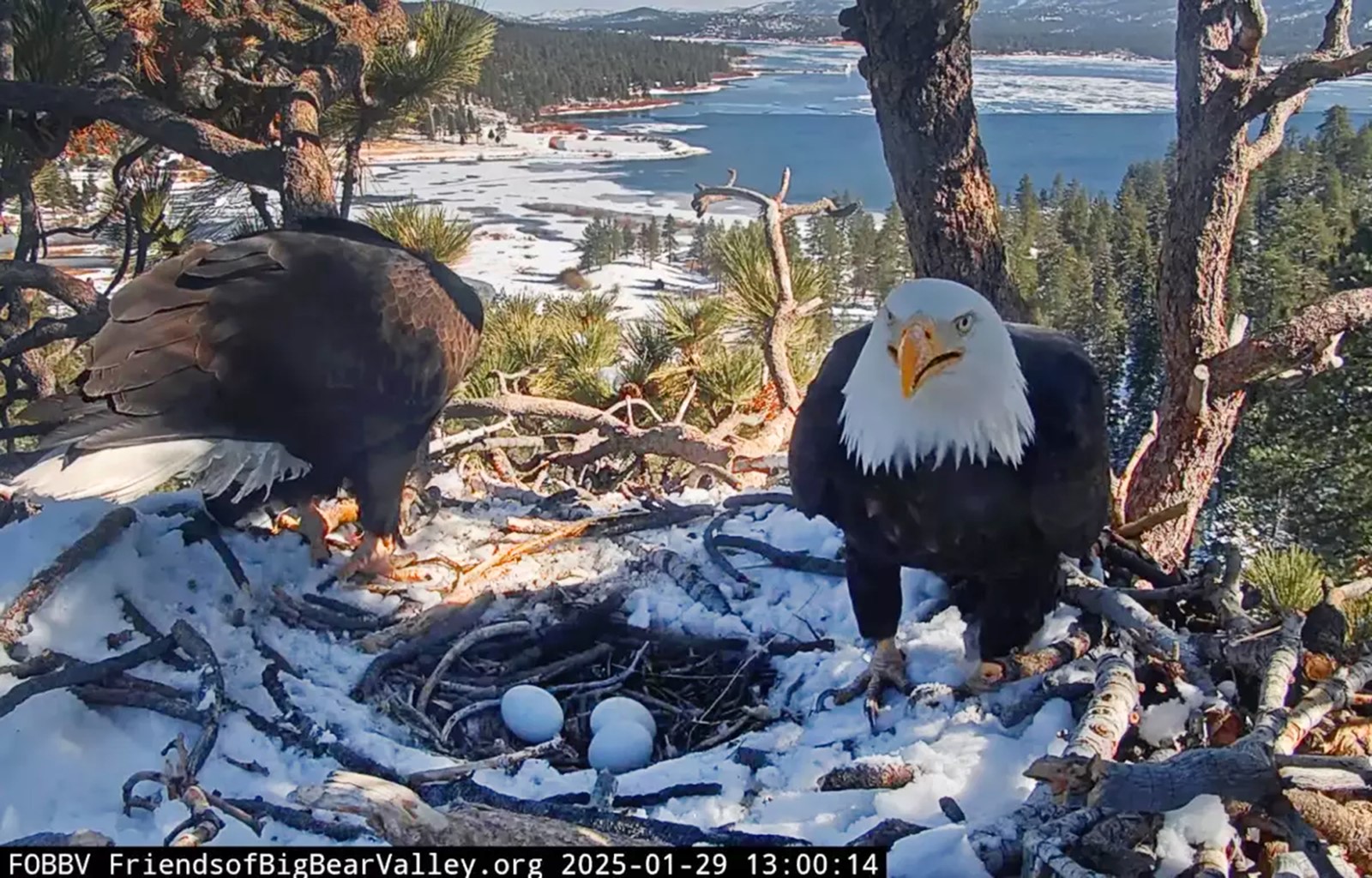 202503081631MCT_____PHOTO____US-NEWS-CALIF-BALD-EAGLES-MCT_1090646168.jpg