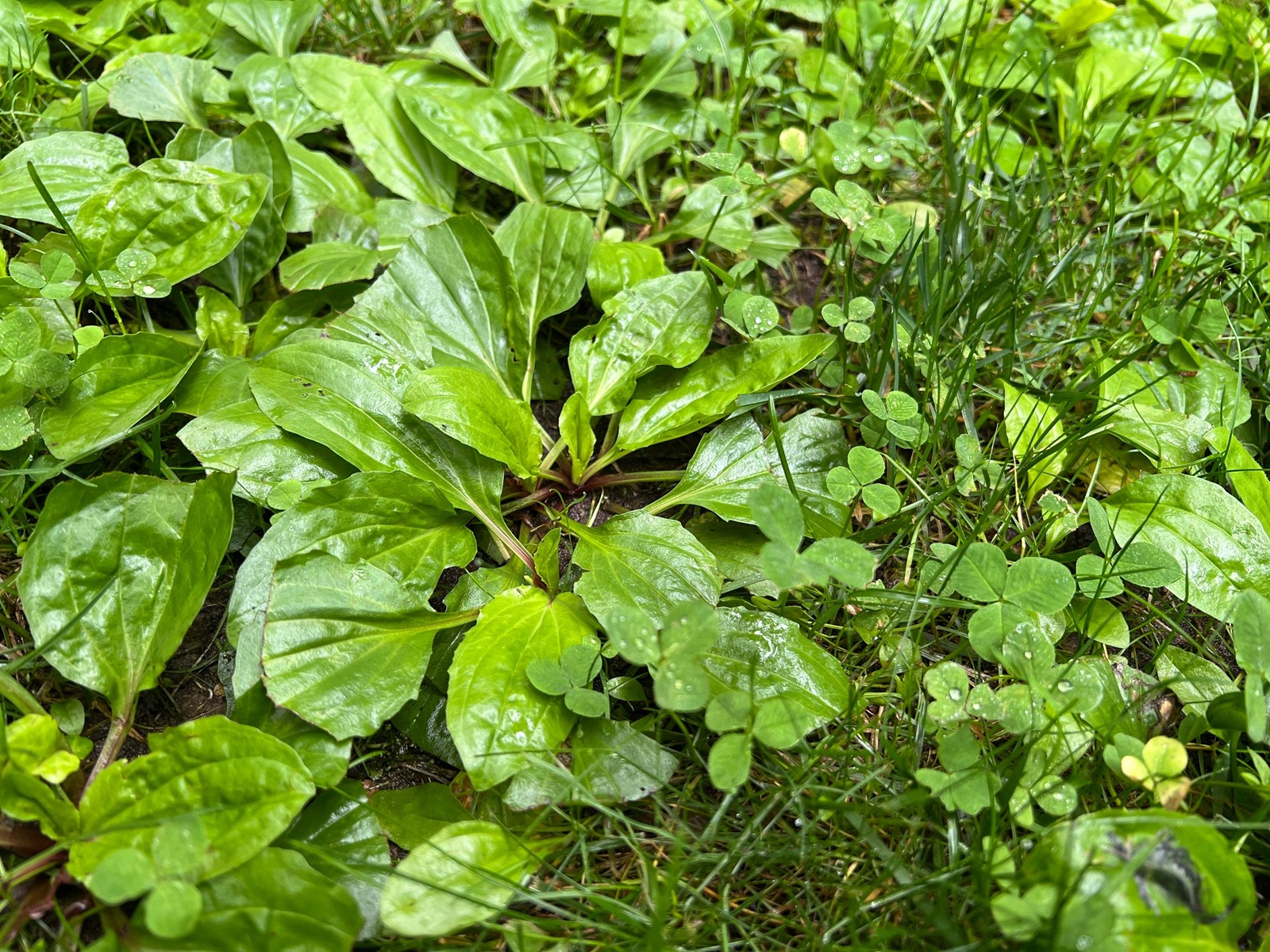 Gardening-What_Weeds_Tell_Us_95947_1095240507.jpg