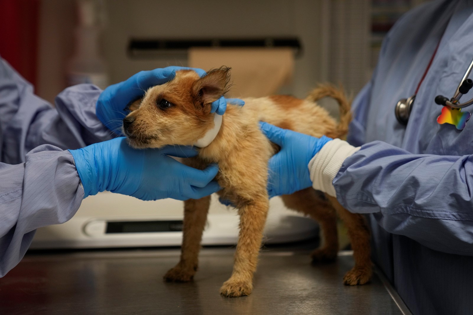 Texas_Floods_Pet_Shelters_83942--edfe3_1095434930.jpg