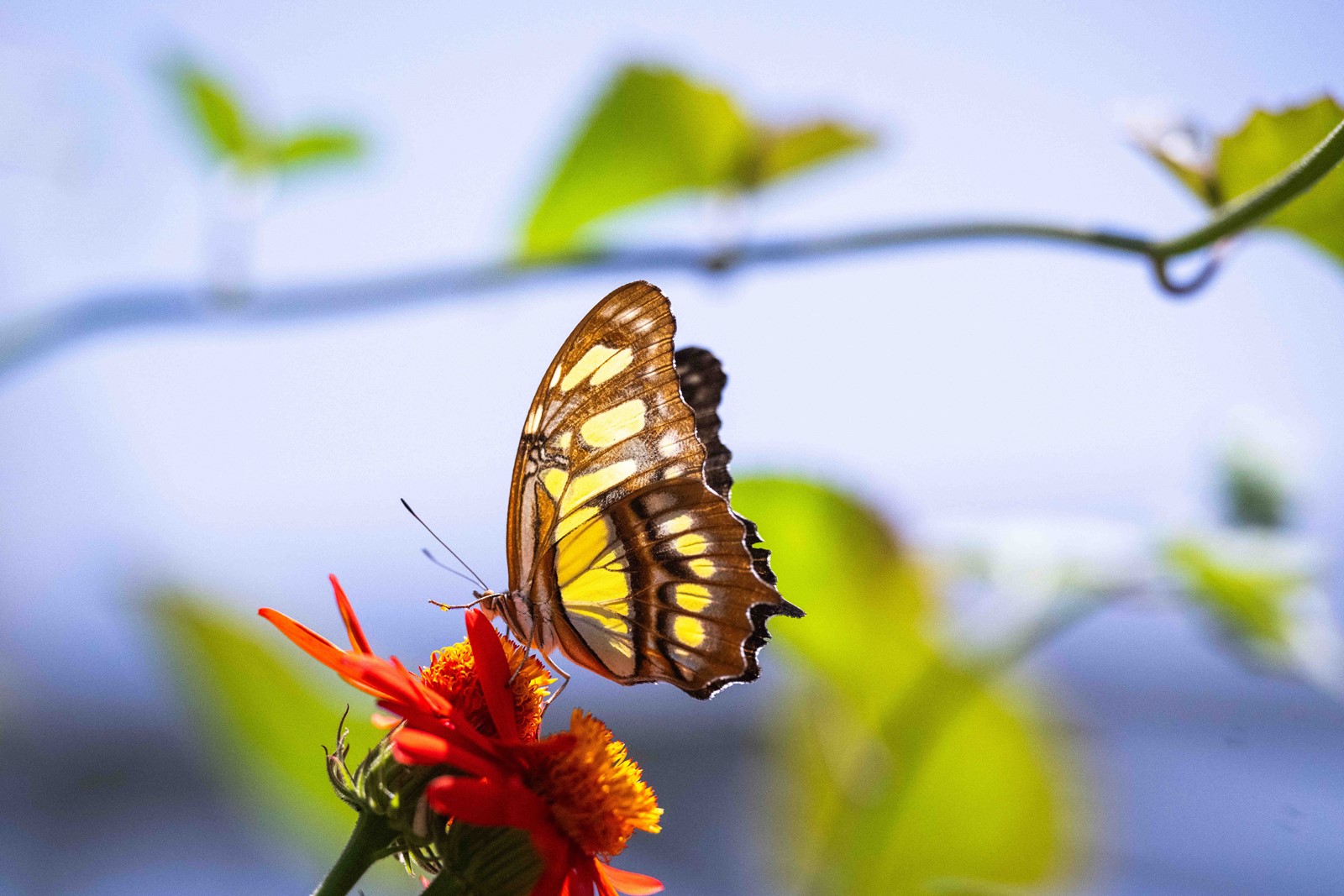 LDN-L-BUTTERFLY-PAVILION-0613-03-SR_1094388327.jpg