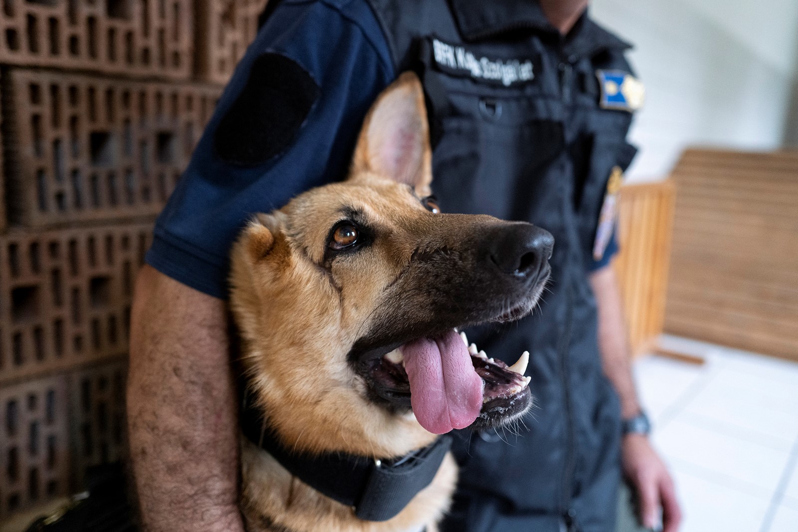 Hungary_Police_Dog_96786--50947_1063743049.jpg