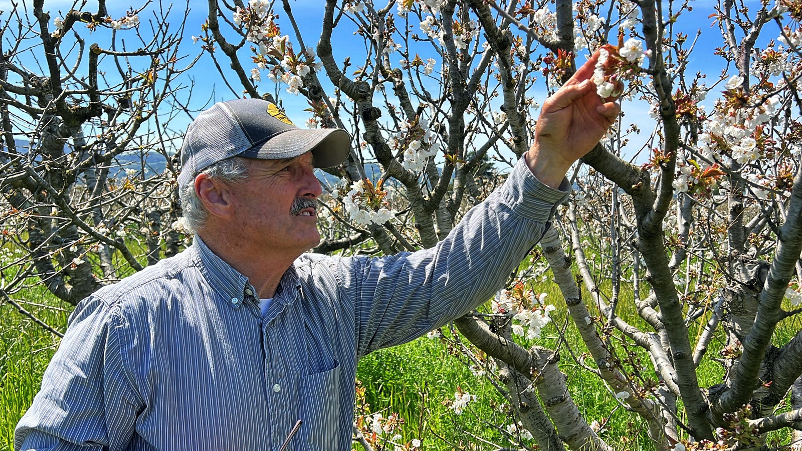 California_Storms_Farming_Bees_07930--881b3_1061353485.jpg