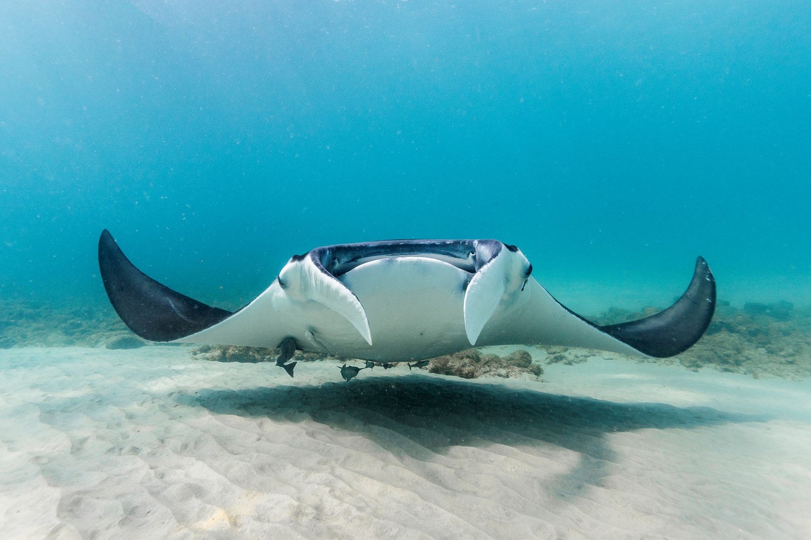 202507260400MCT_____PHOTO____US-NEWS-ENV-FLA-MANTARAY-MCT_1095736847.jpg