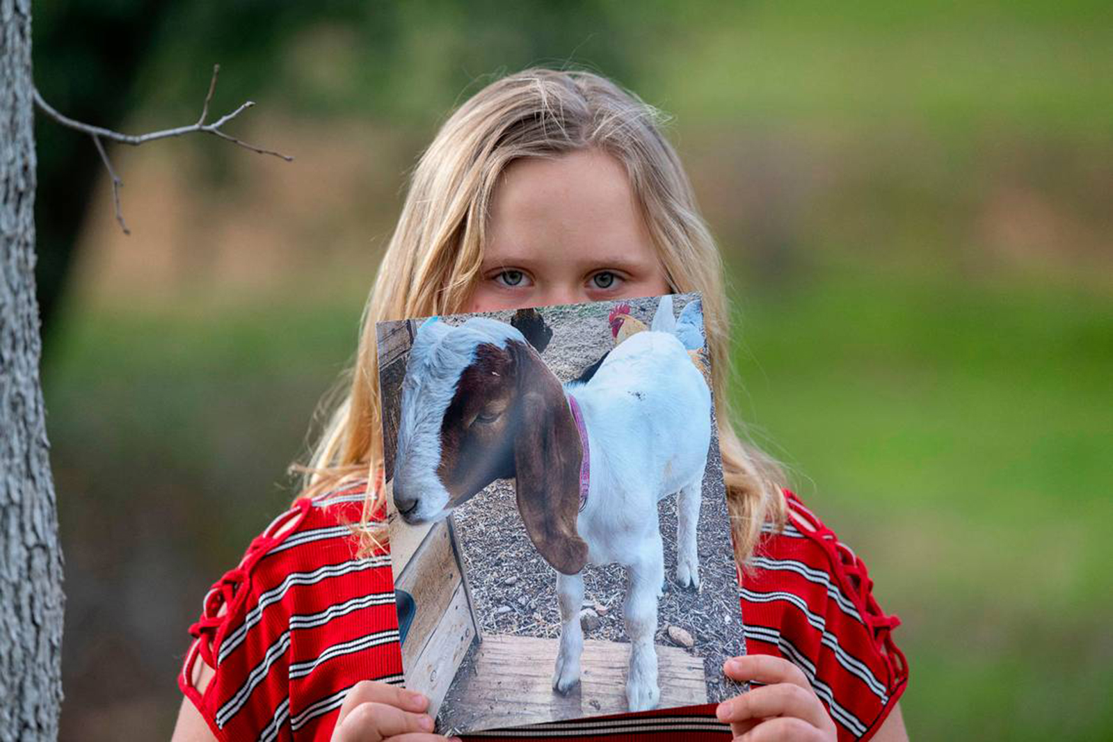 202403141704MCT_____PHOTO____US-NEWS-CALIF-GOAT-LAWSUIT-SA_1076245056.jpg