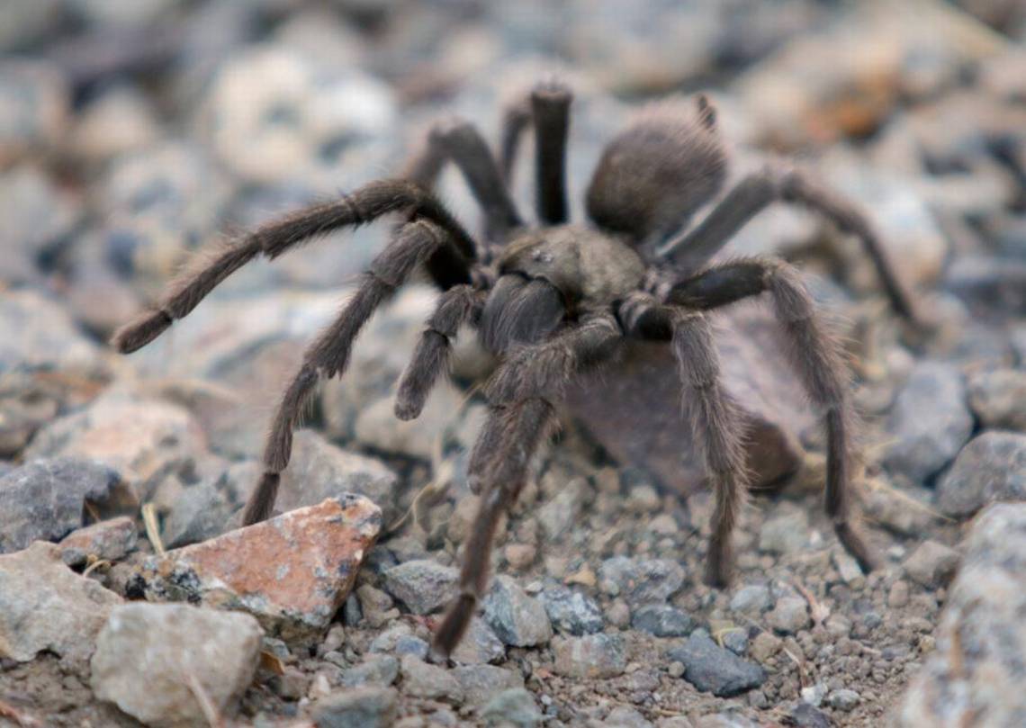 202410310802MCT_____PHOTO____US-NEWS-TARANTULAS-ARE-ON-MOVE-CALIFORNIA-2-SA_1085940613.jpg