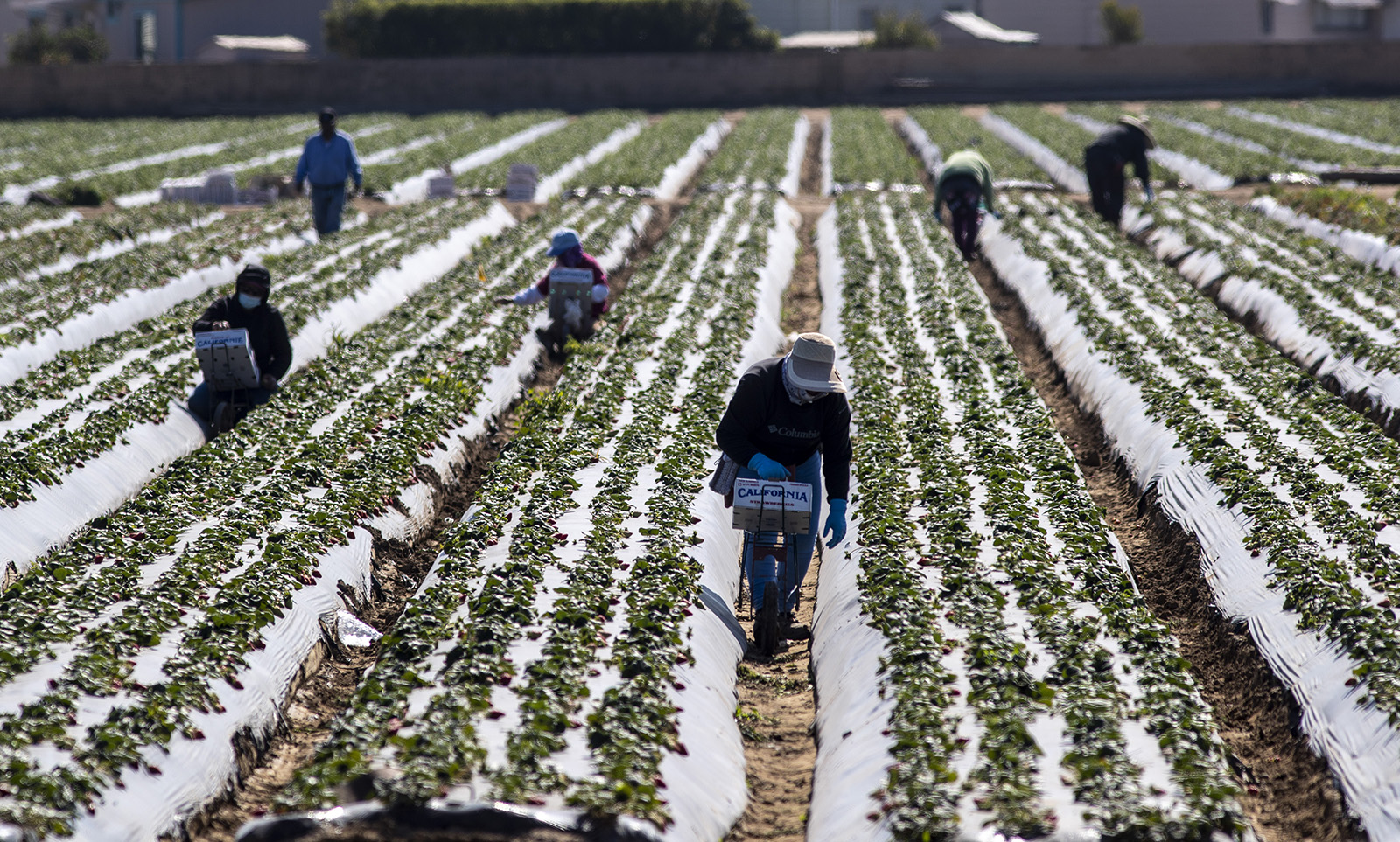 202411221617MCT_____PHOTO____US-NEWS-MED-CALIF-FARMWORKERS-ILLNESS-LA_1086840135.jpg