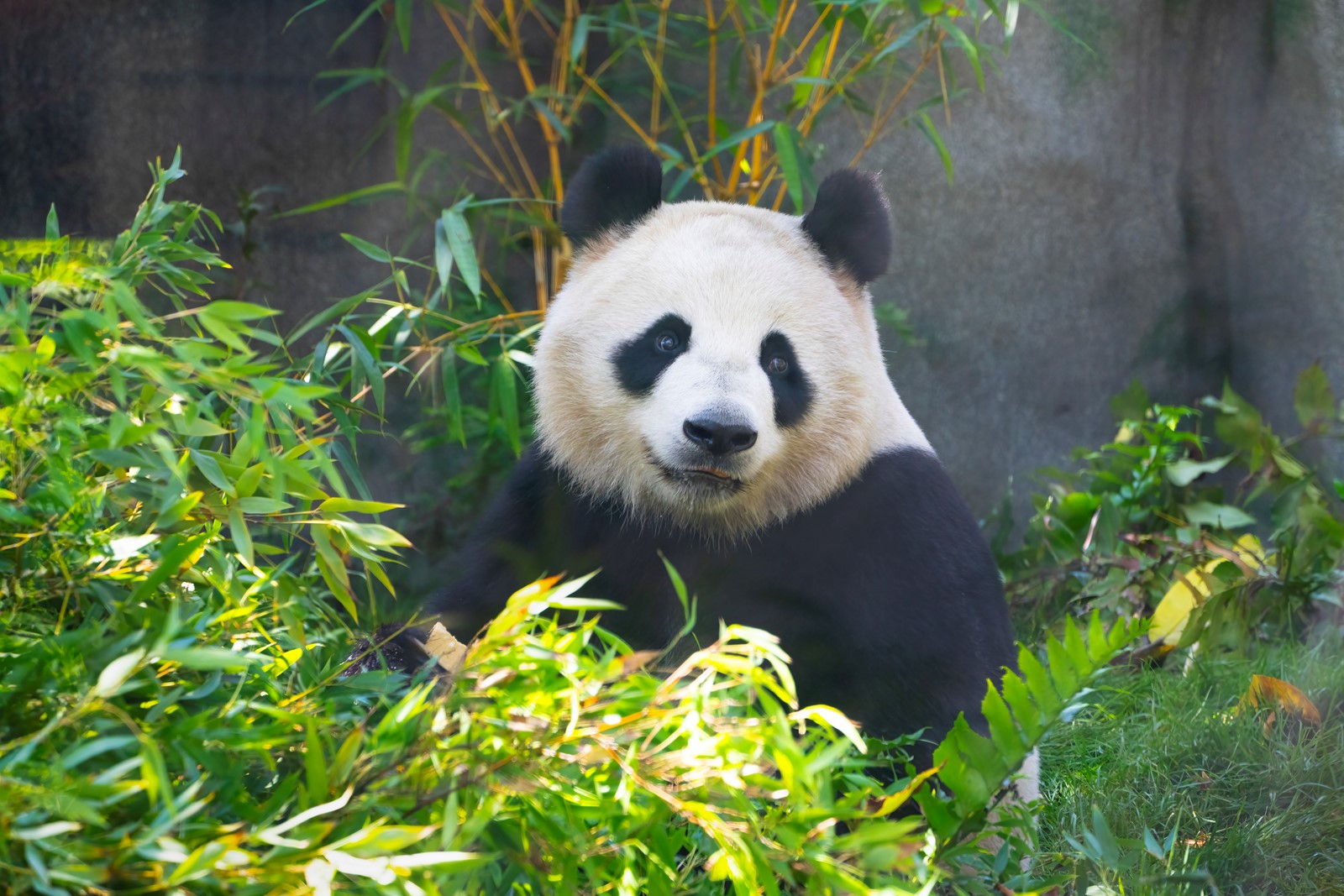sut-l-zoo-pandas-001a#1_1082300544.jpg