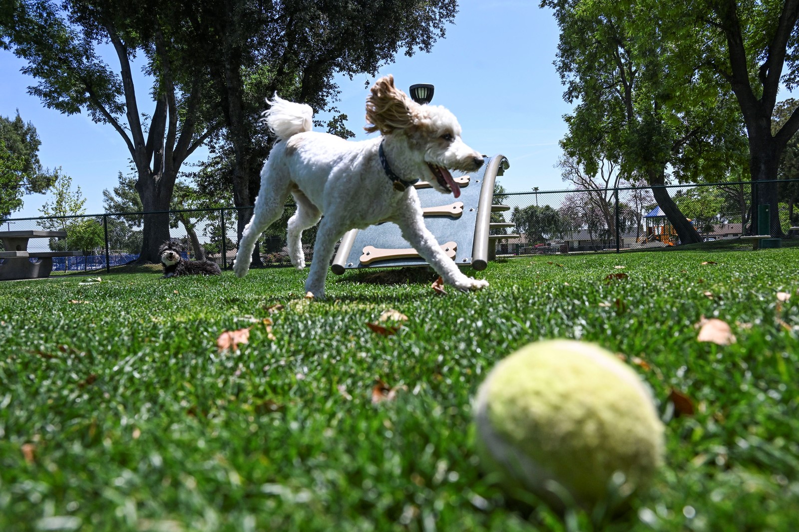 0423_NWS_IDB-L-DOGPARK-0423-01_1092287803.jpg