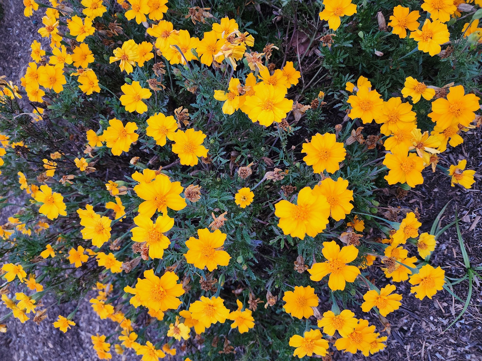 Marigold_1089378715.jpg