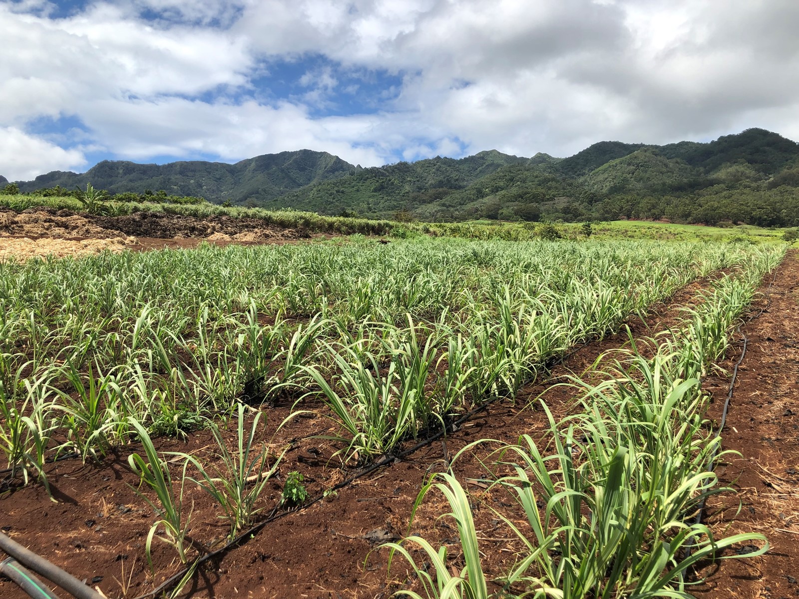 SJM-L-HAWAIIRUM-04XX-02_1092386962.jpg