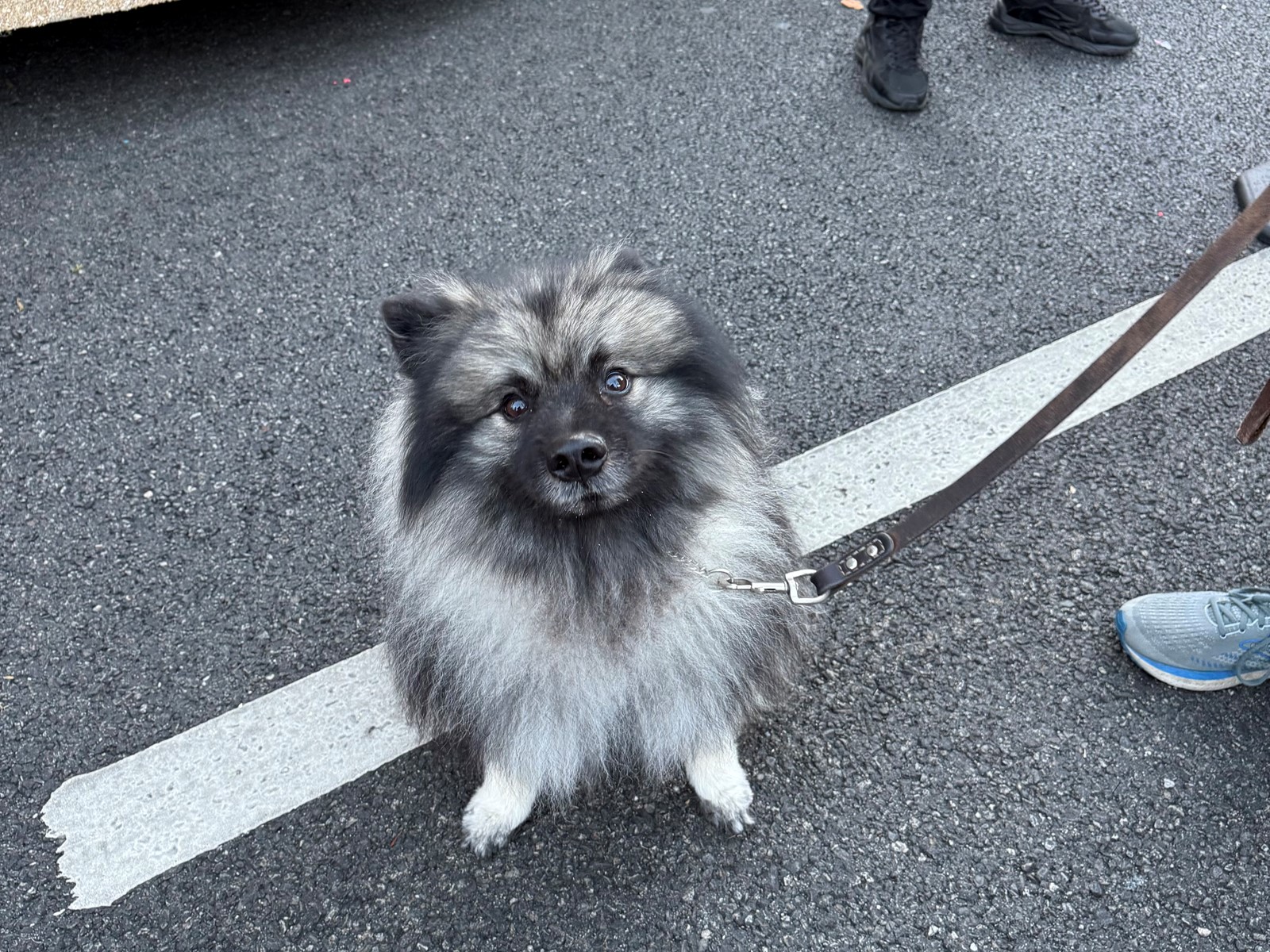 PAS-L-ROSE-DOGS-0101-09#2_1088166170.jpg
