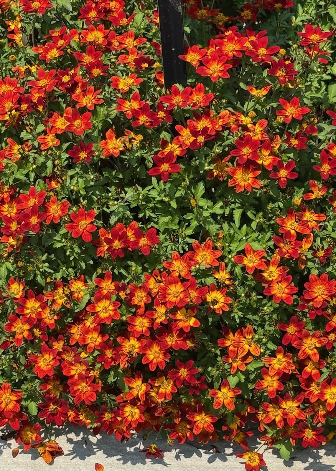 202507170400MCT_____PHOTO____LIFE-HOME-ONGARDENING-MCT_1095419057.jpg