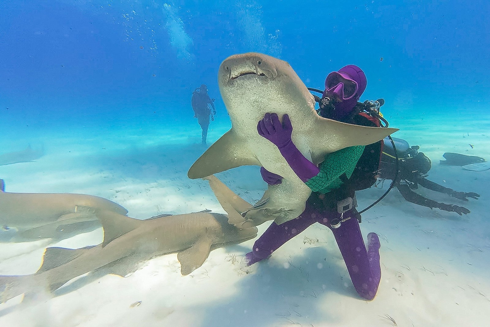TV_Shark_Week_83309--09c9c_1095465457.jpg