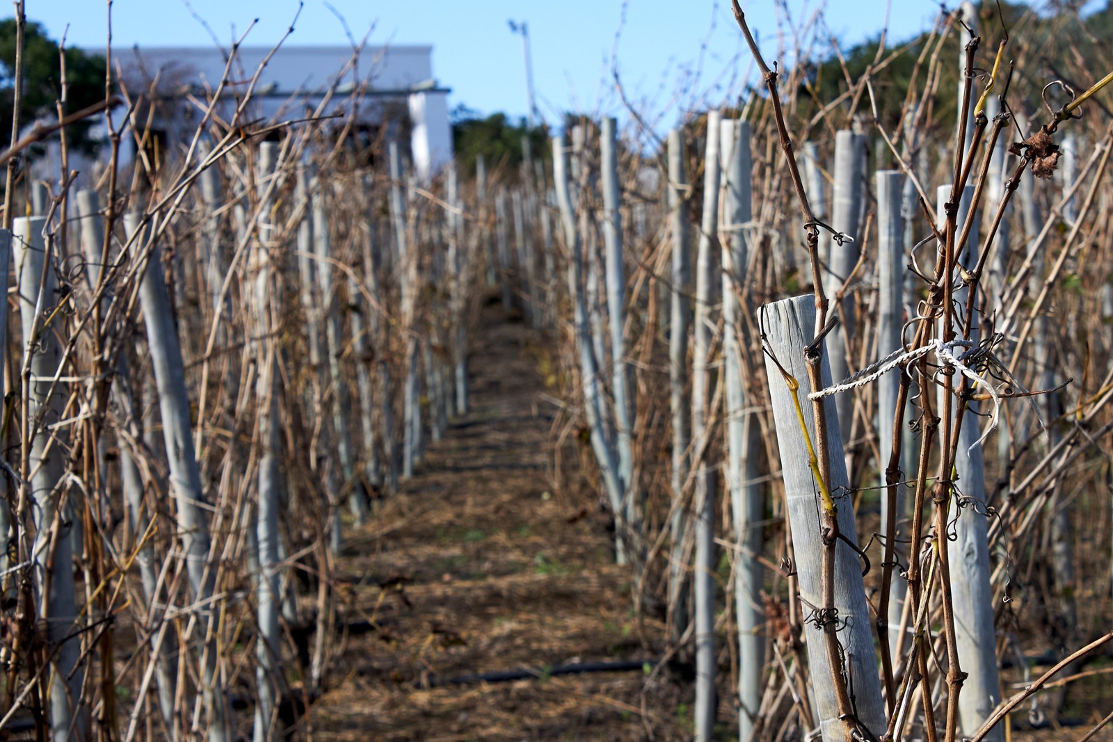 South_Africa_Home_Vineyard_48962--fd621_1108054579.jpg