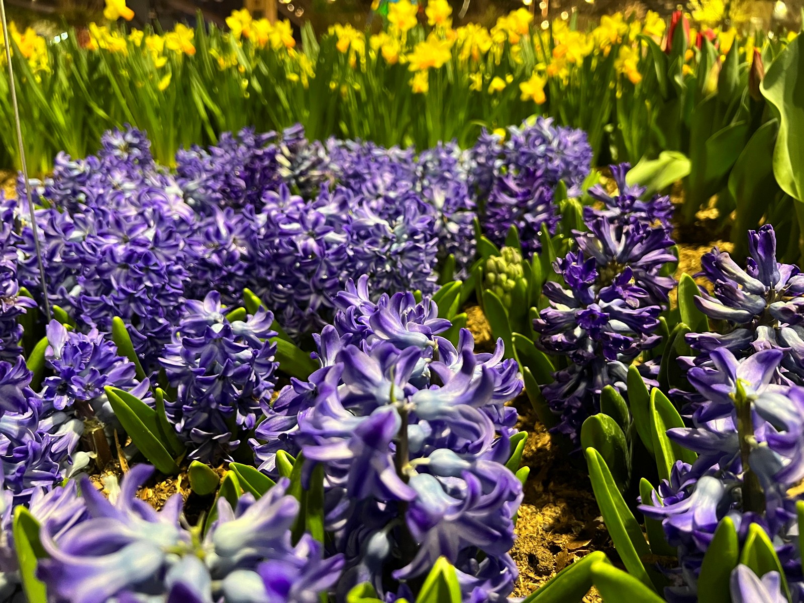 Gardening-Fragrant_Flowers_95305--8904b_1094690051.jpg