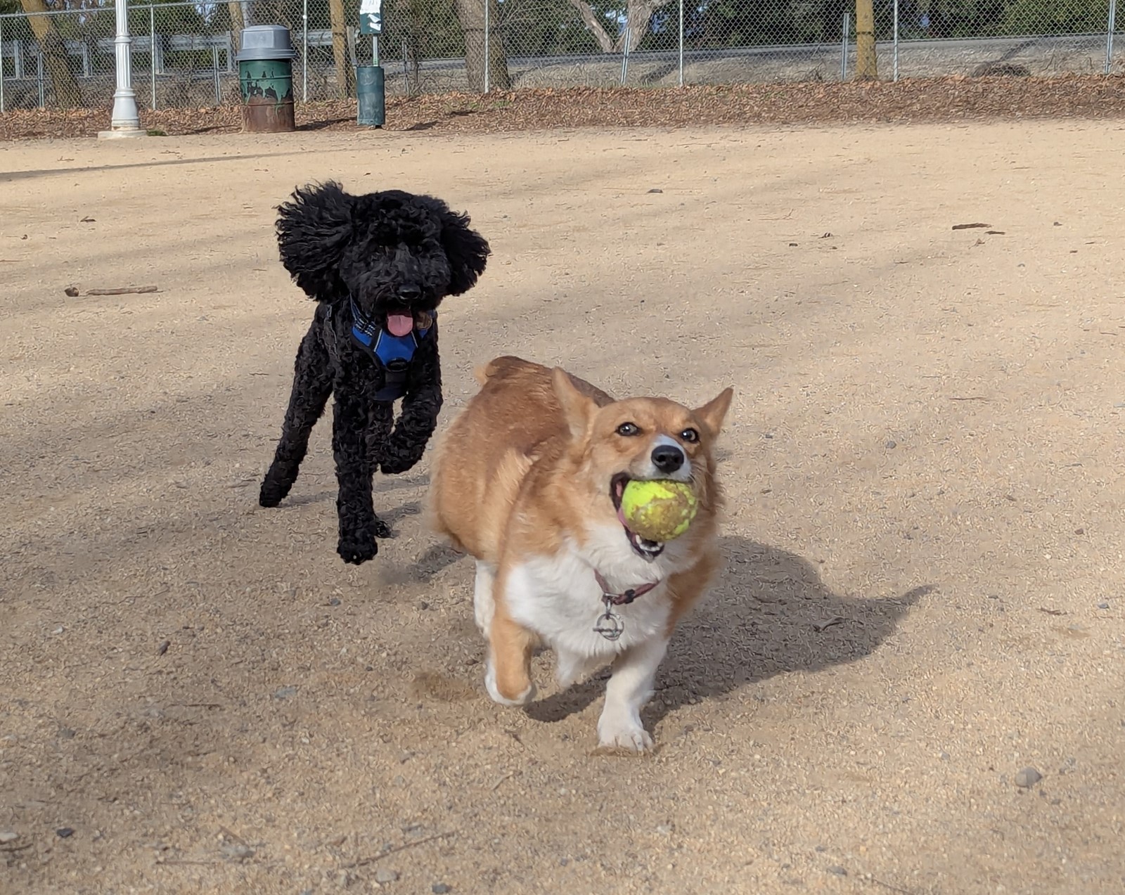 DOGS-01_1088370895.jpg