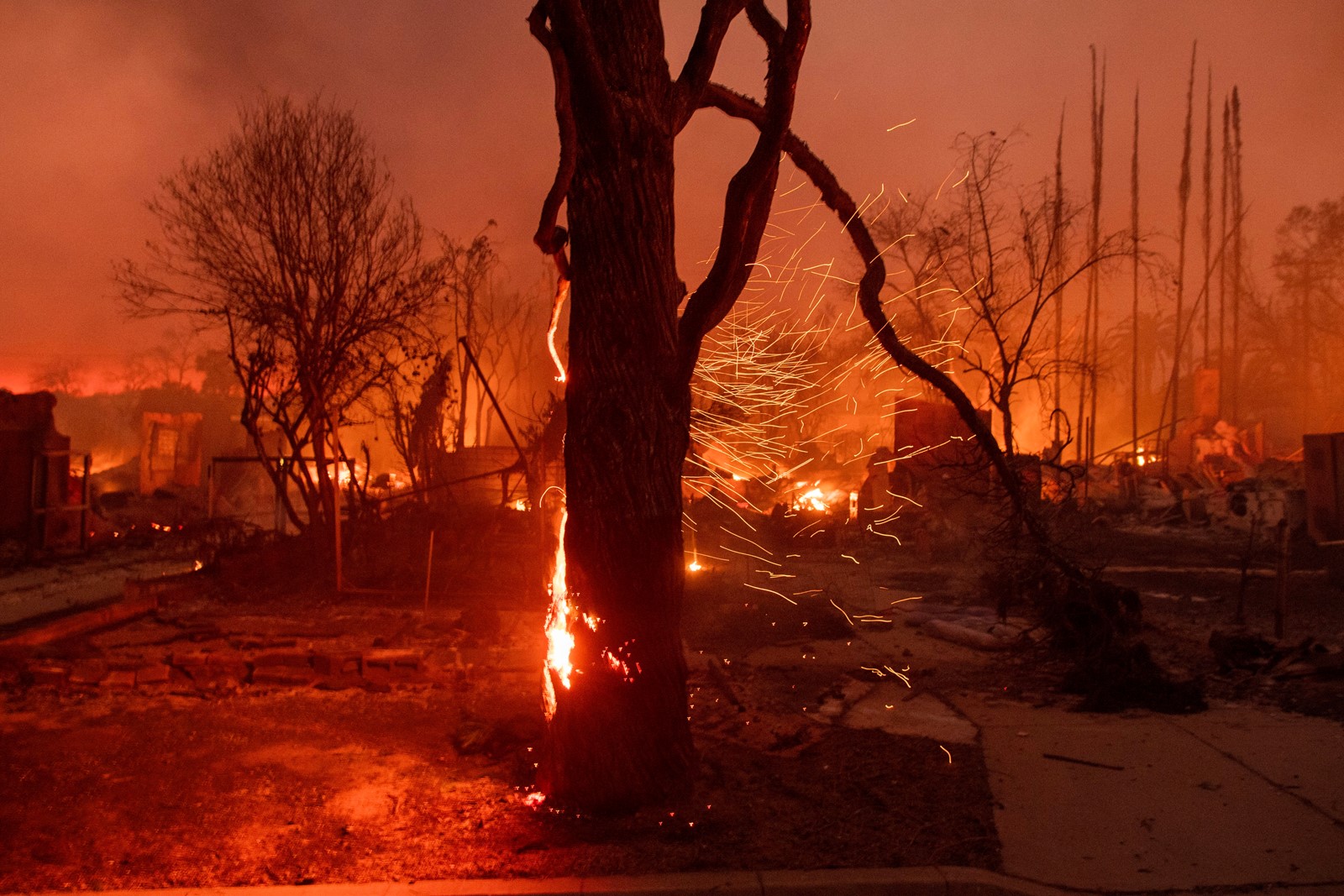 California_Wildfires_Tree_Canopy_30010--90112_1088617768.jpg