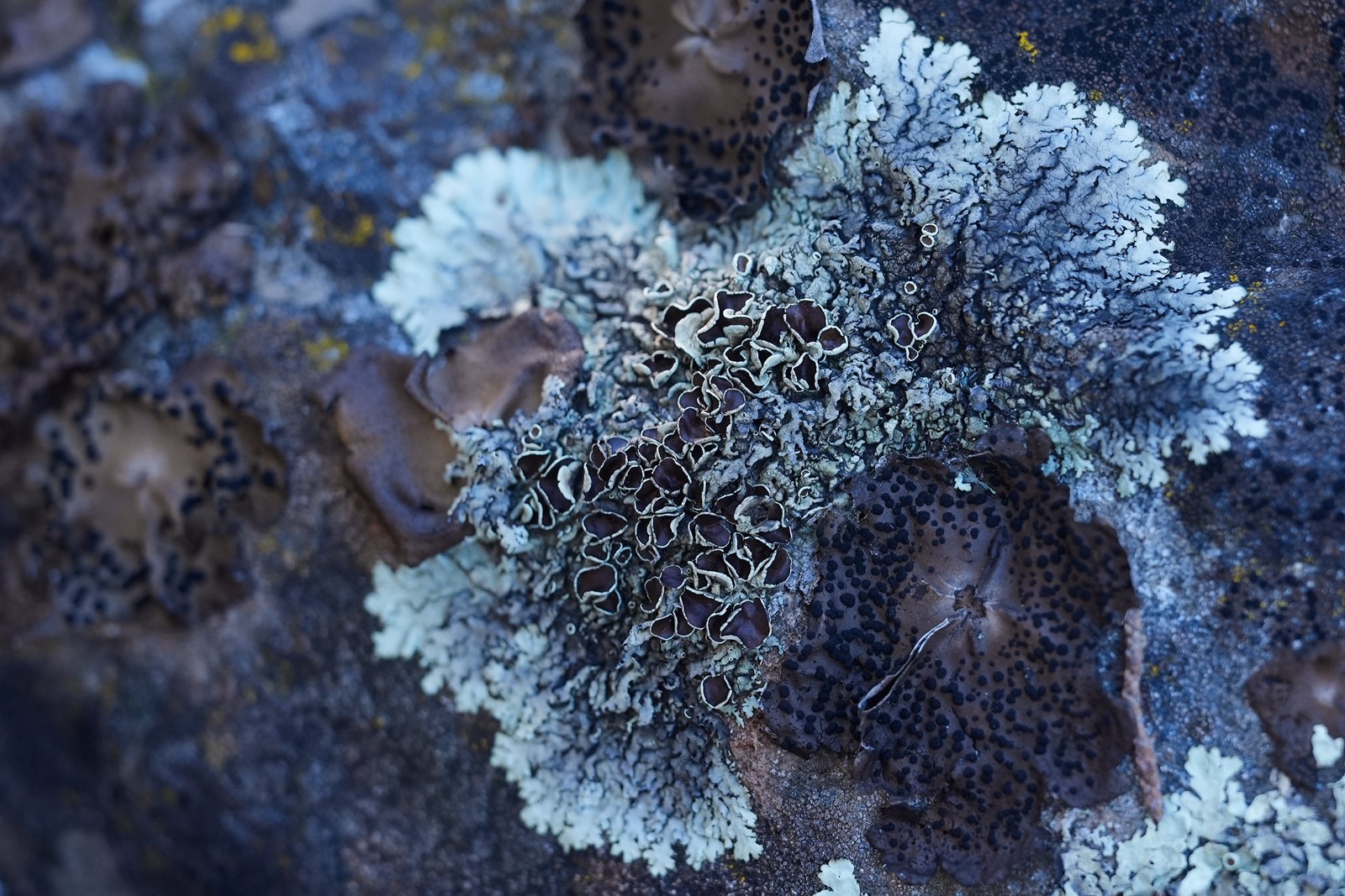 Climate_Fungi_Conservation_28033--f442c_1103397735.jpg
